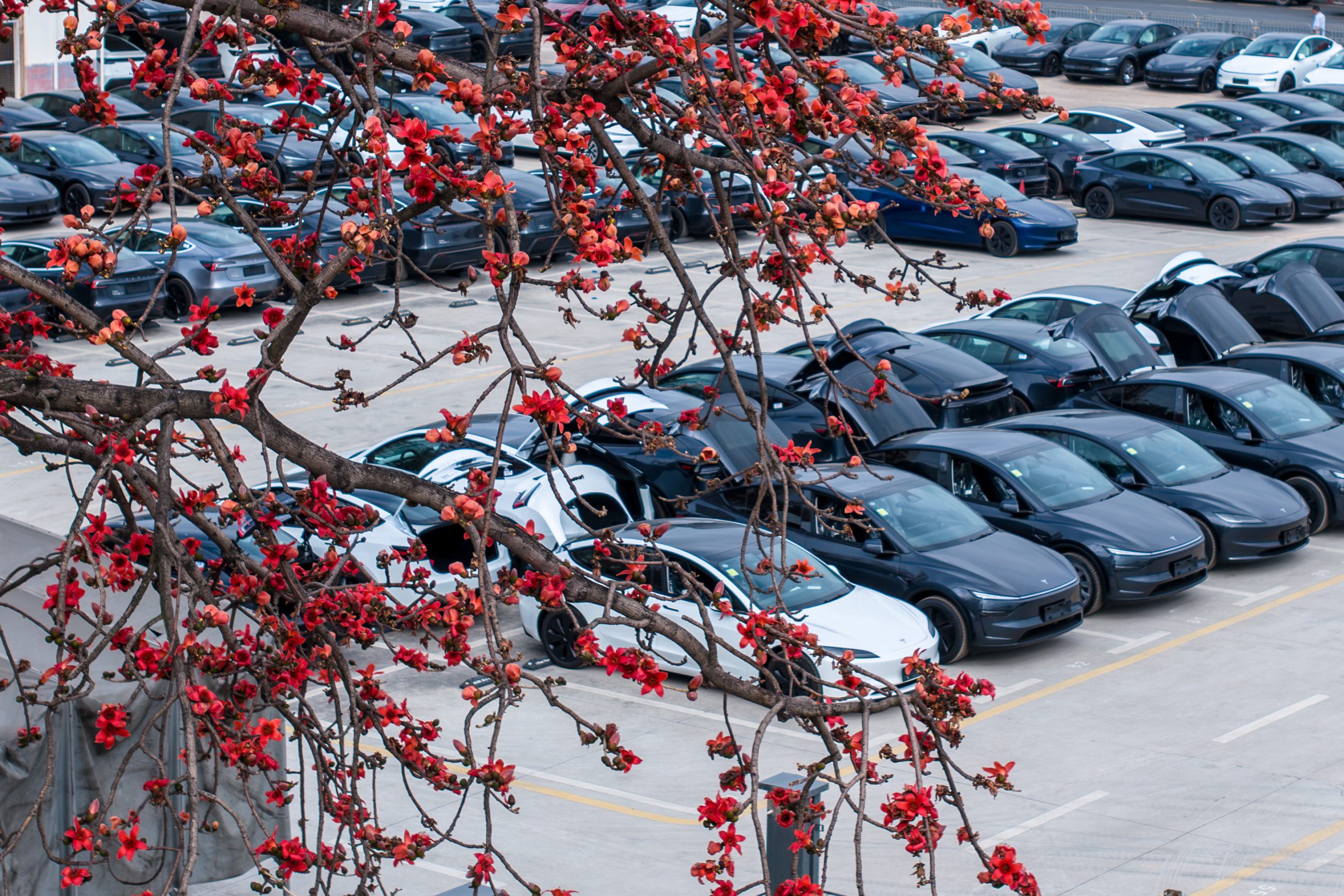 Tesla China Delivery Centers Packed in Q4 2025