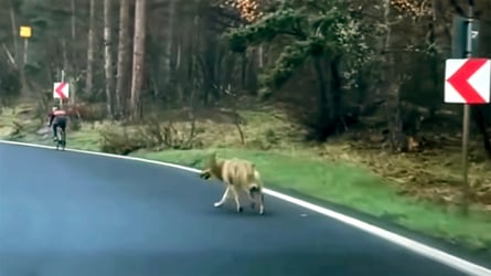 Tesla Driver Protects Cyclist From Wolf