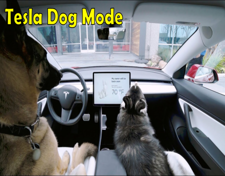 Tesla Dog Mode Enables Live Feed For Pet Owners