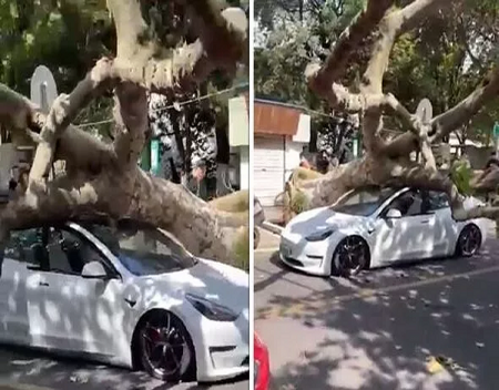 Tesla Saves Driver From Falling Tree in China